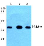 PP2A alpha Antibody in Western Blot (WB)