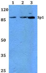 SP1 Antibody in Western Blot (WB)