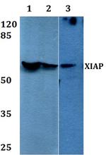 XIAP Antibody in Western Blot (WB)