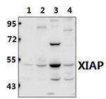 XIAP Antibody in Western Blot (WB)