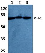 c-Raf Antibody in Western Blot (WB)