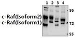 c-Raf Antibody in Western Blot (WB)