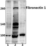 Fibronectin Antibody in Western Blot (WB)