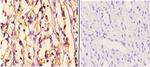 HDAC6 Antibody in Immunohistochemistry (Paraffin) (IHC (P))