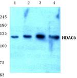 HDAC6 Antibody in Western Blot (WB)