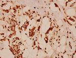 Histone H2B Antibody in Immunohistochemistry (Paraffin) (IHC (P))