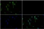 JAK3 Antibody in Immunocytochemistry (ICC/IF)