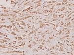 Cystatin A Antibody in Immunohistochemistry (Paraffin) (IHC (P))