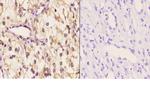 14-3-3 theta Antibody in Immunohistochemistry (Paraffin) (IHC (P))