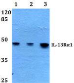 IL13RA1 Antibody in Western Blot (WB)