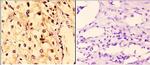 14-3-3 zeta Antibody in Immunohistochemistry (Paraffin) (IHC (P))