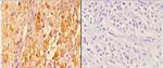 14-3-3 zeta Antibody in Immunohistochemistry (Paraffin) (IHC (P))