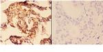 14-3-3 zeta Antibody in Immunohistochemistry (Paraffin) (IHC (P))