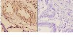 14-3-3 zeta Antibody in Immunohistochemistry (Paraffin) (IHC (P))