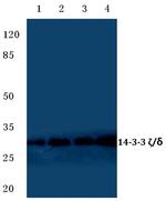 14-3-3 zeta Antibody in Western Blot (WB)