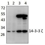 14-3-3 zeta Antibody in Western Blot (WB)