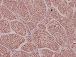 EphA1 Antibody in Immunohistochemistry (Paraffin) (IHC (P))