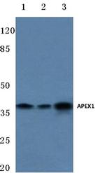 APE1 Antibody in Western Blot (WB)