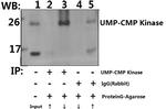 CMPK1 Antibody in Immunoprecipitation (IP)