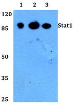 STAT1 Antibody in Western Blot (WB)