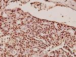 HP1 alpha Antibody in Immunohistochemistry (Paraffin) (IHC (P))