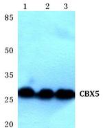 HP1 alpha Antibody in Western Blot (WB)