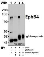 EphB4 Antibody in Immunoprecipitation (IP)