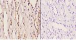 ELL Antibody in Immunohistochemistry (Paraffin) (IHC (P))