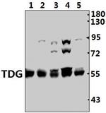 TDG Antibody in Western Blot (WB)