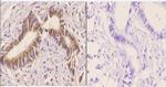 14-3-3 beta Antibody in Immunohistochemistry (Paraffin) (IHC (P))