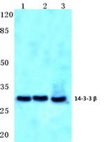 14-3-3 beta Antibody in Western Blot (WB)