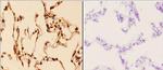 14-3-3 epsilon Antibody in Immunohistochemistry (Paraffin) (IHC (P))