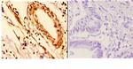 14-3-3 epsilon Antibody in Immunohistochemistry (Paraffin) (IHC (P))