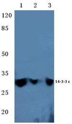 14-3-3 epsilon Antibody in Western Blot (WB)