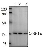 14-3-3 epsilon Antibody in Western Blot (WB)