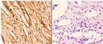 14-3-3 theta Antibody in Immunohistochemistry (Paraffin) (IHC (P))