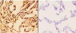 14-3-3 theta Antibody in Immunohistochemistry (Paraffin) (IHC (P))