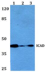 ICAD Antibody in Western Blot (WB)