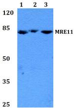 MRE11 Antibody in Western Blot (WB)