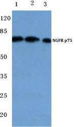 NGFR Antibody in Western Blot (WB)