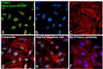 CtBP2 Antibody in Immunocytochemistry (ICC/IF)