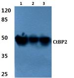 CtBP2 Antibody in Western Blot (WB)