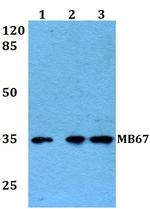 MB67 Antibody in Western Blot (WB)