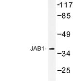 JAB1 Antibody in Western Blot (WB)