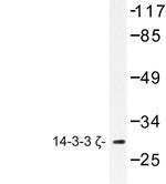 14-3-3 zeta Antibody in Western Blot (WB)