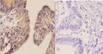 CDH17 Antibody in Immunohistochemistry (Paraffin) (IHC (P))