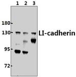 CDH17 Antibody in Western Blot (WB)