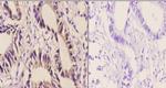 AIF Antibody in Immunohistochemistry (Paraffin) (IHC (P))