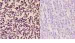 DAP5 Antibody in Immunohistochemistry (Paraffin) (IHC (P))