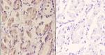 DAP5 Antibody in Immunohistochemistry (Paraffin) (IHC (P))